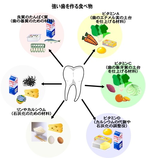 歯を強くする栄養素